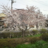 もう桜が満開ですな！　です