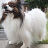 【白毛犬がくすむ原因】泡シャンプーでここまで変わる！洗い方とビフォーアフター公開