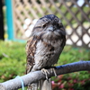 キャンベルタウン野鳥の森で、何やら鳥たちが話してた