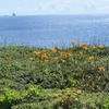 三宅島・原付流浪の旅（２）