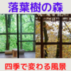 四季で彩りを変える落葉樹の森！ 春夏秋冬の風景や出来事を振り返ります(^_^)