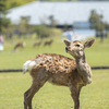 天気がいいので奈良公園をブラブラ散歩でシカ活です。