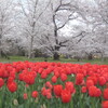 ブログ開設１０周年　京都府立植物園の桜