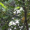 朝の、一人で日本野鳥の会