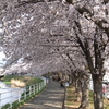 満開の桜並木を歩く