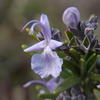 ローズマリーの花ってこんなでした？ツタバウンランにセツブンソウも