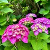 紫陽花