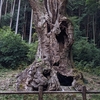 【佐賀の旅13】武雄神社の大クスと巨木のこと