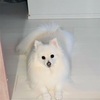 【ペット】忠犬すぎる