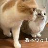 雨田甘夏、省エネです。【猫とモフ毛と抜け毛事情】