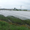 早尾町では花菖蒲・カラーの温室栽培が盛んに行われています