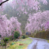 十津川村まで桜を見に行く