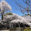 長誓寺 満開のシダレザクラ　桜めぐり 2023