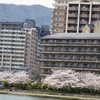 唐橋公園の桜。