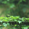 あめ　アメ　雨