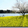 袖ケ浦公園の桜