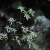 トリカブトの花を撮りに敢えて霊山へ（2026.9.23）#1 護摩壇を経て西物見岩へ