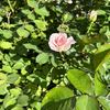 今年初の薔薇が咲きました。
