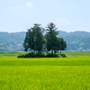 伊賀風景・夏