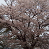 桜とサクラ猫・・（*^_^*）