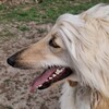 犬未経験者が飼育する大型犬：アフガンハウンドとの暮らし