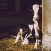なんでベジタリアンなの？動物の死と肉食が釣り合わないから。