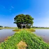久しぶりに茨城県河内町にあるポツ神・アイランド神社・田んぼ島の愛宕神社に行ってきた