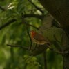 ロンドンのヨーロッパコマドリ(Robin)