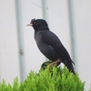 ハッカチョウ