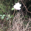 薔薇20241127