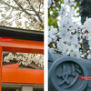 頂妙寺・妙雲院