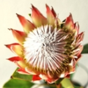 KING PROTEA