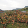 爺の細道　史跡　町石道（ちょういしみち）を歩いて高野山へ登る