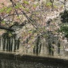 目黒川の桜終わりました
