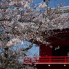 【神社の桜☆日本人の心くすぐるよなぁ】伊豆松崎ソメイヨシノ開花情報
