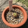 ペンタカンサの記録。2005年の花が咲いた写真から2016年の株分け、2020年の胴切り、そして2025年の子株たち。