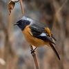 野鳥写真向上計画。