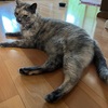 猫ちゃんのお部屋がリニューアル