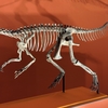 【古生物紹介】ヘレラサウルス(Herrerasaurus)