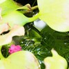 うどんこ病原菌も死滅する地球熱帯化か？