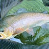 熊本養魚場さん(2026.6.5)