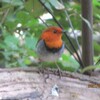 今日の🐦️はコマドリ❗️アカハラも😀。