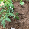 父の突然の訪問と夏野菜