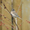 Dark-eyed Junco