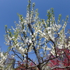 春の花の饗宴　梅　桃　桜