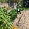 野菜の宝石箱や〜✨