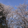 満開から花吹雪