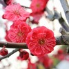 花言葉は「優美」