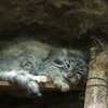  上野動物園のマヌルネコ