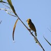 ケープハタオリ(Cape Weaver)